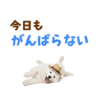 毎日使える♪サモエド子犬スタンプ（個別スタンプ：10）