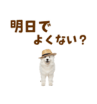 毎日使える♪サモエド子犬スタンプ（個別スタンプ：11）