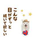 毎日使える♪サモエド子犬スタンプ（個別スタンプ：12）