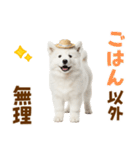 毎日使える♪サモエド子犬スタンプ（個別スタンプ：13）