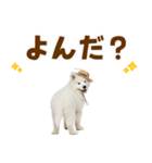 毎日使える♪サモエド子犬スタンプ（個別スタンプ：14）