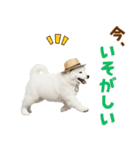 毎日使える♪サモエド子犬スタンプ（個別スタンプ：15）