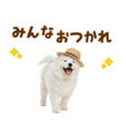 毎日使える♪サモエド子犬スタンプ（個別スタンプ：16）