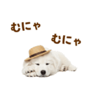 毎日使える♪サモエド子犬スタンプ（個別スタンプ：18）