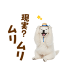 毎日使える♪サモエド子犬スタンプ（個別スタンプ：19）