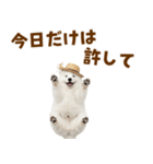 毎日使える♪サモエド子犬スタンプ（個別スタンプ：20）