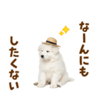 毎日使える♪サモエド子犬スタンプ（個別スタンプ：21）