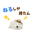 毎日使える♪サモエド子犬スタンプ（個別スタンプ：22）