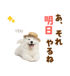 毎日使える♪サモエド子犬スタンプ（個別スタンプ：23）