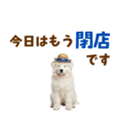 毎日使える♪サモエド子犬スタンプ（個別スタンプ：24）