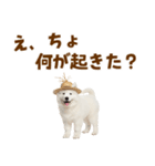 毎日使える♪サモエド子犬スタンプ（個別スタンプ：26）