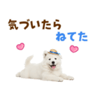 毎日使える♪サモエド子犬スタンプ（個別スタンプ：27）