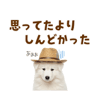 毎日使える♪サモエド子犬スタンプ（個別スタンプ：29）