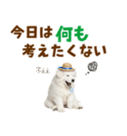 毎日使える♪サモエド子犬スタンプ（個別スタンプ：30）