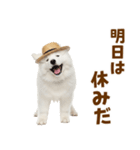 毎日使える♪サモエド子犬スタンプ（個別スタンプ：31）