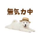 毎日使える♪サモエド子犬スタンプ（個別スタンプ：32）