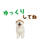 毎日使える♪サモエド子犬スタンプ（個別スタンプ：33）