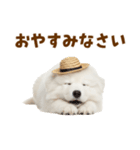 毎日使える♪サモエド子犬スタンプ（個別スタンプ：34）