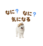 毎日使える♪サモエド子犬スタンプ（個別スタンプ：35）