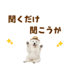 毎日使える♪サモエド子犬スタンプ（個別スタンプ：38）