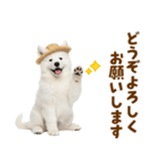 毎日使える♪サモエド子犬スタンプ（個別スタンプ：39）