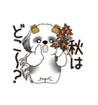 B＆W 動くシーズー犬 2025 「秋」（個別スタンプ：12）