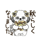 B＆W 動くシーズー犬 2025 「秋」（個別スタンプ：16）