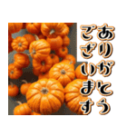背景が動く★降り注ぐカボチャ【秋・挨拶】（個別スタンプ：4）