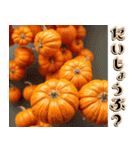 背景が動く★降り注ぐカボチャ【秋・挨拶】（個別スタンプ：15）