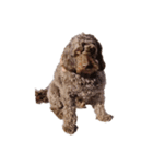 モンティ 元気な犬であり家族⭐︎（個別スタンプ：4）
