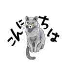 グレーの猫とよく使う言葉だけスタンプ（個別スタンプ：1）