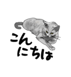 グレーの猫とよく使う言葉だけスタンプ（個別スタンプ：2）