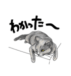 グレーの猫とよく使う言葉だけスタンプ（個別スタンプ：9）