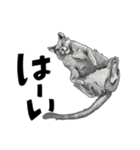 グレーの猫とよく使う言葉だけスタンプ（個別スタンプ：13）