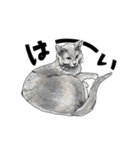 グレーの猫とよく使う言葉だけスタンプ（個別スタンプ：14）