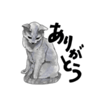 グレーの猫とよく使う言葉だけスタンプ（個別スタンプ：19）