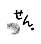 グレーの猫とよく使う言葉だけスタンプ（個別スタンプ：24）