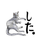 グレーの猫とよく使う言葉だけスタンプ（個別スタンプ：25）