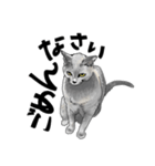 グレーの猫とよく使う言葉だけスタンプ（個別スタンプ：27）