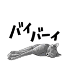 グレーの猫とよく使う言葉だけスタンプ（個別スタンプ：28）