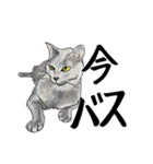 グレーの猫とよく使う言葉だけスタンプ（個別スタンプ：36）