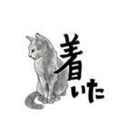 グレーの猫とよく使う言葉だけスタンプ（個別スタンプ：37）