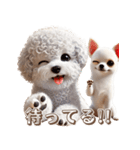 ビションフリーゼとチワワ♡3Dリアル（個別スタンプ：34）