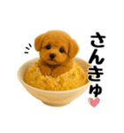 おいしそうなトイプードル（個別スタンプ：5）