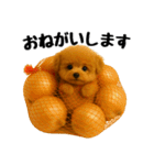 おいしそうなトイプードル（個別スタンプ：31）