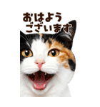大迫力！ちらっと猫の顔アップ⭐️BIG（個別スタンプ：1）