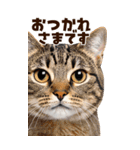 大迫力！ちらっと猫の顔アップ⭐️BIG（個別スタンプ：2）