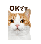 大迫力！ちらっと猫の顔アップ⭐️BIG（個別スタンプ：3）