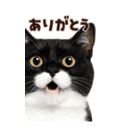 大迫力！ちらっと猫の顔アップ⭐️BIG（個別スタンプ：4）