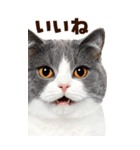 大迫力！ちらっと猫の顔アップ⭐️BIG（個別スタンプ：5）